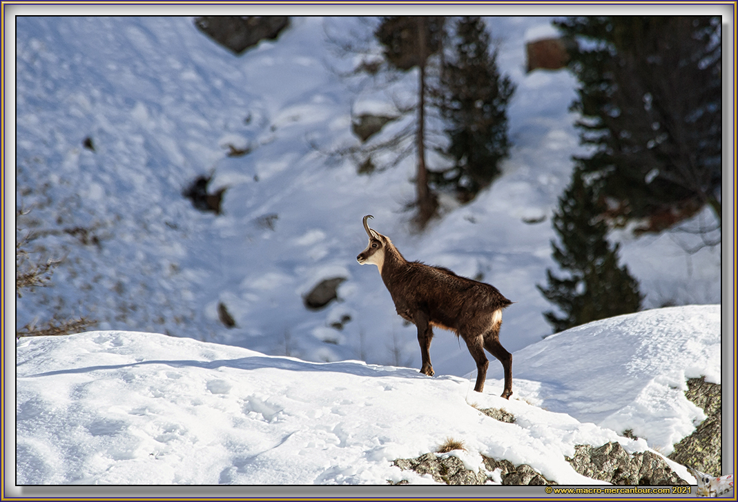 Chamois